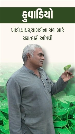 કુવાડિયો - ખોડો,ધાધર,ચામડીના રોગ માટે ચમત્કારી ઔષધી | Rameshbhai Rupareliya | Gir Gau Jatan Sansthan
