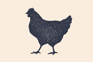 How Long Do Chickens Live?