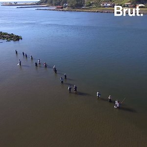 87K views · 1.7K reactions | Dolphins helping fishermen catch fish. It may seem unbelievable but this special relationship can actually be observed in Laguna, Brazil. | Brut nature | Facebook