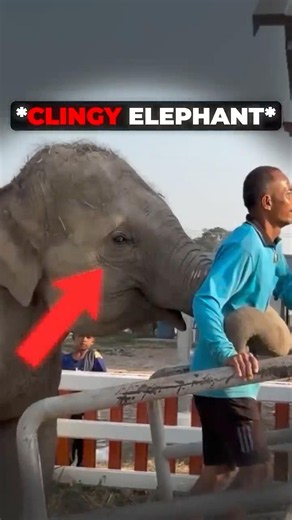 What This Baby Elephant Did Broke Hearts 🥺