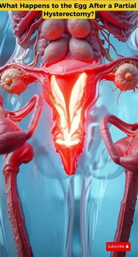 What Happens to the Egg After a Partial Hysterectomy? | Female Reproductive System