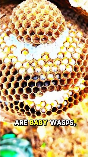 Amazing Close-Up of a Wasp Hive in Action! 🐝