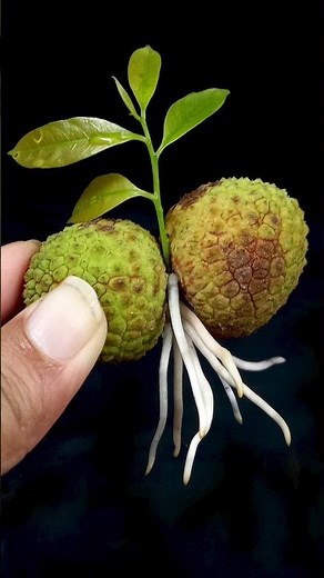 How to Grow Lychee Plant from Cutting Lychee Fruits In A Banana Fruit & Aloe Vera