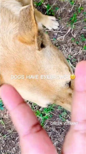 Yes! Dogs Do have Eyebrows? 🤨🐕