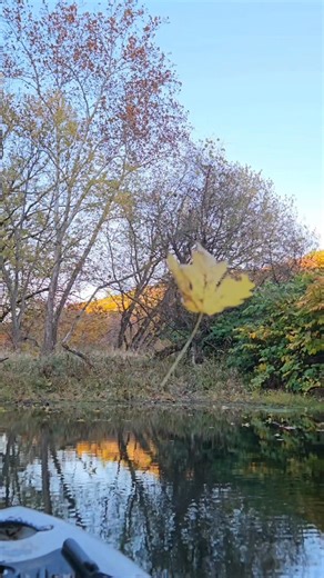 28K views · 1.2K reactions | What are the chances? We found this maple leaf hangin' out at the inlet this morning. After falling from its tree, it just so happened to land on a single spider web spanning the inlet channel. Nature is neat! #findyouroutsidevoice #warrenpa #alleghenyriver #alleghenynationalforest #naturelovers #pawilds #alleghenyislandswilderness #adventure #explore #discover #aoletsgo #loveyourriver #nature #spider #web #spooky #fall | Allegheny Outfitters | Facebook