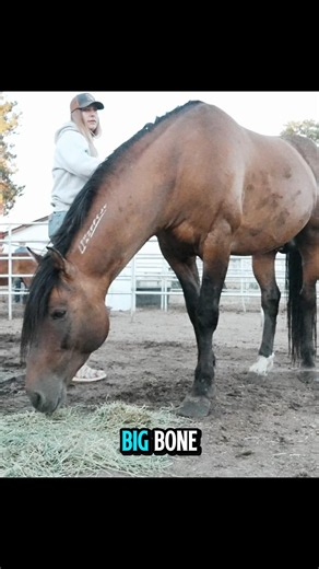 This Kiger Stallion Is An Absolute SPECIMEN 😍 #horse #horselife #equestrian #wildmustang