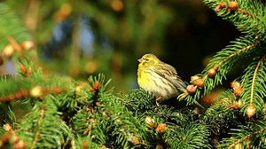 European Serin Serinus Serinus Singing Male Stock Footage Video (100% Royalty-free) 3476236409 | Shutterstock