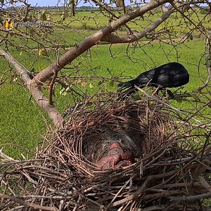 43K views · 1.5K reactions | Large-billed crow bird nurture the little baby in the nest very well. EP02 | Review Bird Nest | Facebook