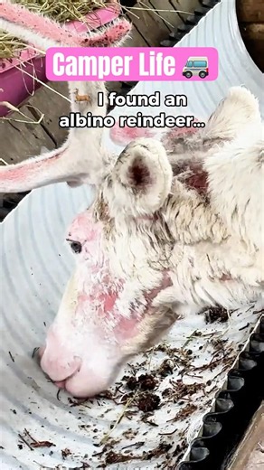Norway’s Rarest Reindeer? 🤍🦌