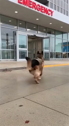 In a place filled with machines, monitors, and quiet tension, the one thing that brings real comfort isn’t medicine — it’s loyalty. The moment the K9 reaches the bedside, everything changes. Fear softens. Pain pauses. A weak body finds strength in a familiar presence. No commands. No uniforms. No words. Just a soldier holding on, and a K9 refusing to leave his side. This isn’t a rescue. This is a bond that survives sickness, distance, and silence. When the world feels heavy, sometimes all it tak