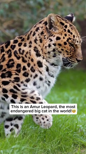 Amur leopards are critically endangered, with only about 100 individuals remaining in the wild. Their numbers are so low due to habitat loss, poaching, and human-wildlife conflict. Native to the Russian Far East and northeastern China, these leopards face constant threats that jeopardize their survival, making conservation efforts crucial to protect and preserve this rare species. Video by @thebigcatsanctuaryuk Feel free to explore the gallery of this page, where you can express your support, ad
