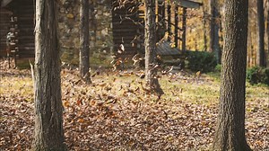 3K views · 43 reactions | This fall, get the most powerful backpack blower in the STIHL line-up - the BR 800 C-E. Built to clear leaves, grass and heavy debris faster. Cet automne, procurez-vous le plus puissant des souffleurs à dos de la gamme STIHL : le BR 800 C-E. Conçu pour souffler des feuilles, de l'herbe et des débris plus rapidement. | STIHL | Facebook