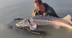 Hatvanöt kilós tokhalat fogott a baranyai horgász