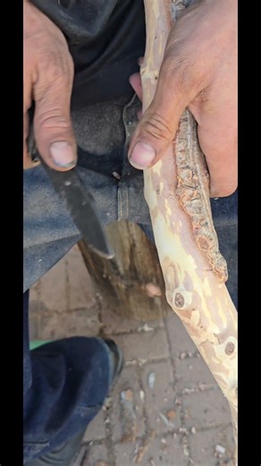 The Old Codger Part2 #slowmotion #qspknife #craft #woodworking #cane #carving