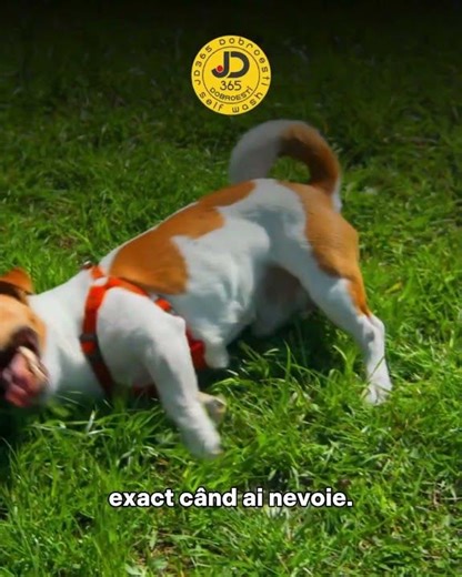 De ce să alegi JD365 Dobroești pentru pet wash?