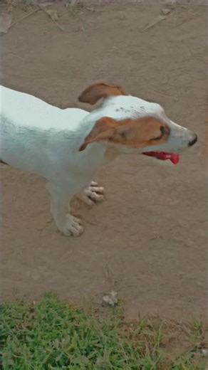 My dogs vlogs my beautiful dog on camera #dailyvlog #dogvlog #coolvideo