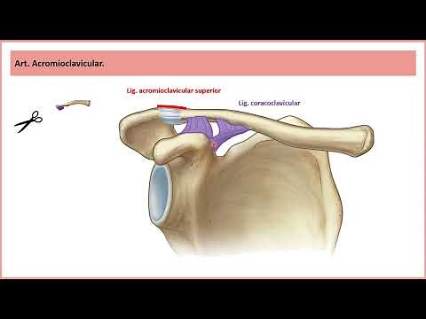 Articulación acromio clavicular es super sencilla - Clase de Anatomía para estudiantes.