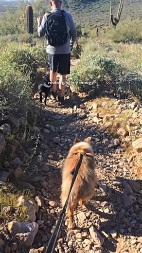  Meridian Trailhead is a  Dog Friendly hike in Apache Junction, Arizona. It's loop system makes it great for pups that like to get out in nature yet don't want to hike more than 2 miles. Most of the trail is flat, but there are parts where the trail is rocky. Our dog Shandy is 14. This hike is perfect for her! . . . . #arizonahiking #hikeaz #apachejunction | Freeway Flippers | Facebook