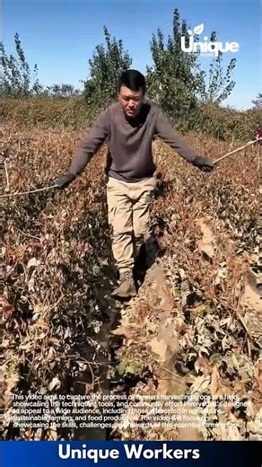 Farmers harvesting crops: teamwork in action