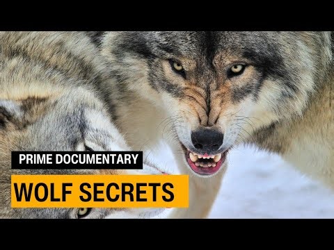 Inside the Secret World of Wolves | Wildlife Documentary