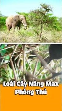 Một Loài Cây Sở Hữu Tới 4 Cơ Chế Phòng Thủ “ Cây Gai Huýt Gió “.