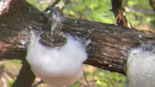 12 reactions | Foam-nest tree frogs building the nest for laying the...