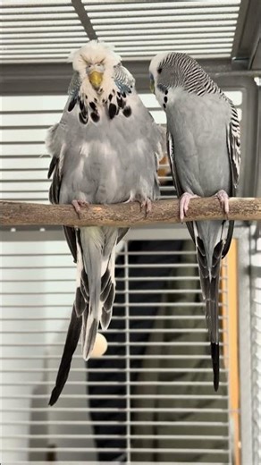 American and English budgie difference #budgies #pets #fyp #birds #parrots