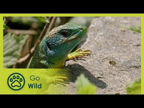 Lake Maggiore, Switzerland | Fascinating Places | Go Wild