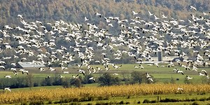 Wildlife Watch: Snow Geese migration
