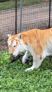 26K views · 2.6K reactions | Khaleesi the tiger explored her habitat after the staff finished cleaning it. She first checked the fresh water in the pool, greeted the staff, and then began sniffing around to see what they might have touched. They left her a watermelon. Will she find it? | Turpentine Creek Wildlife Refuge | Facebook