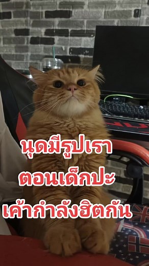 🧡😺 | MinTz Destiny