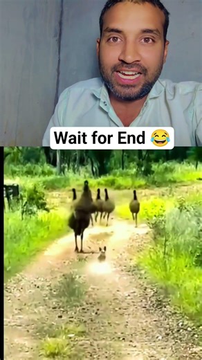 Don't mess with Emu! Funny Dog Chase Video 🐶🐦 #shorts