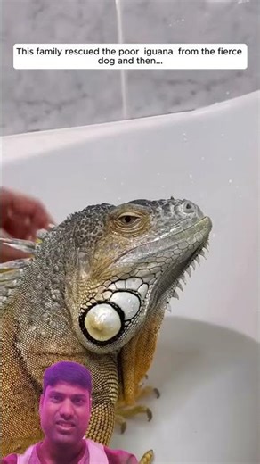 😱The Incredible Life of the Unbelievable Iguana💥🤩#funny shorts, #funny moments, #comedy clips🤩