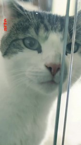 40K views · 512 reactions |  Habt ihr eurer Katze schon mal...