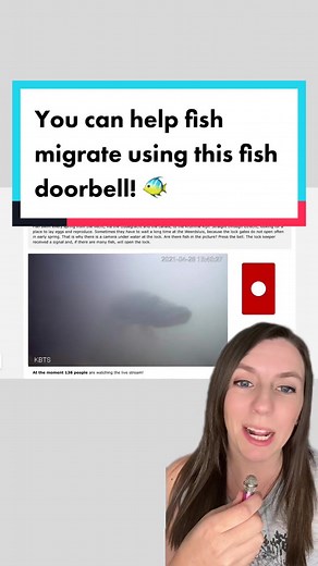 Good news of the day: you can help fish migrate to lay their eggs using this fish doorbell! The site is visdeurbel.nl 🐠 the livestream is in the Netherlands! #fishdoorbell #fishmigration #fish #fishtok #fishtagram #goodnews #dailygoodnews #netherlands #nederland #greenscreen