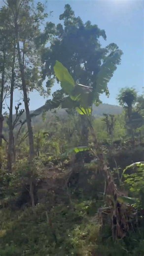 Defination of nature 🍃💚. #peace #ऊनकोस्वीटर #thewoolensweater #phool