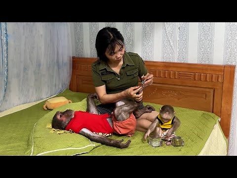 Abu and Baby Monkey Are Happy with Mom Special Care