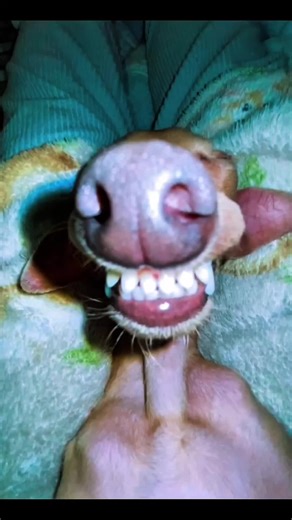 Maturity Test: Smile = lose Which was the level that made you lose ? #yousmileyoulose #viral #fyp #maturity #laughchallenge