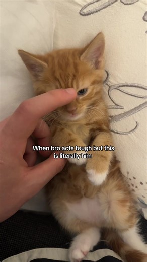 Lowering my cortisol #gym #cat #gymbro #bro #fyp