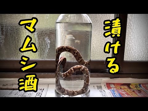 マムシを捕獲して酒に漬ける