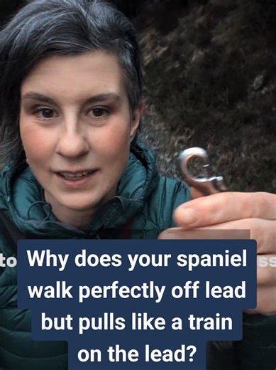 Understanding Spaniel Pulling Behavior on Leash