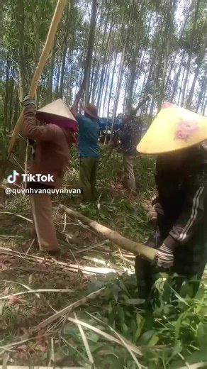 Van Quynh trên TikTok