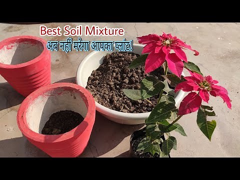 Poinsettia Plant Repotting|| Poinsettia New Plant Repot||Best Potting Soil