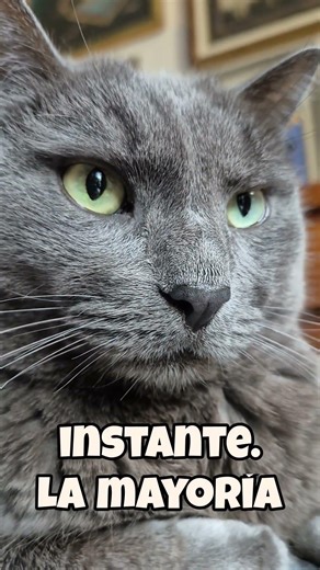 Discover the hidden power of your pet's caress in 6 seconds!