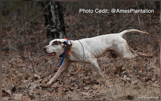 Hunting dogs show off their skills during 126th National Field Trials Championship - WBBJ TV