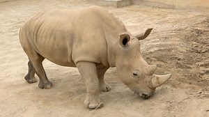 Rhino pregnant through artificial insemination could help save subspecies