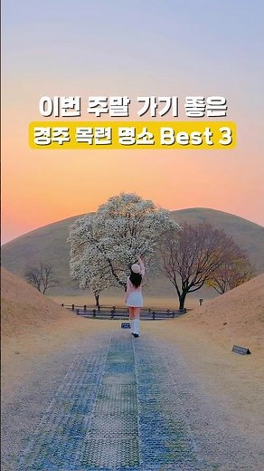🤍이번주말 여기 안가면 완전 후회할걸?!100%만개 앞둔 경주 목련 여행코스 | 경주 대릉원 | 오릉 | 불국사 목련 #경주 #국내여행 #경주여행 #주말 #주말가볼만한곳