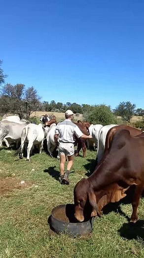 Group of our 2019 Bulls🔥🔥 #bulls #stud #brahmancattle #beefcattle #farming #cattlefarm #brahmansa #brahman #kroonvee #kroonveebrahmans #nature #cowsquad #ranching #farmerlife #cattleranch #zebu #cattle