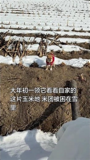 Short Legs, Big Problem