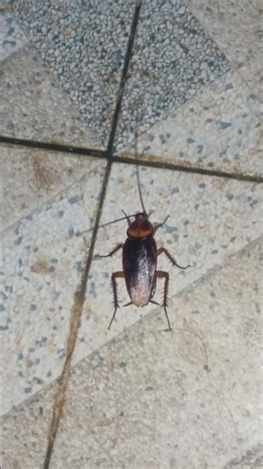 Cockroaches are walking on the floor #insects #cockroach #shorts